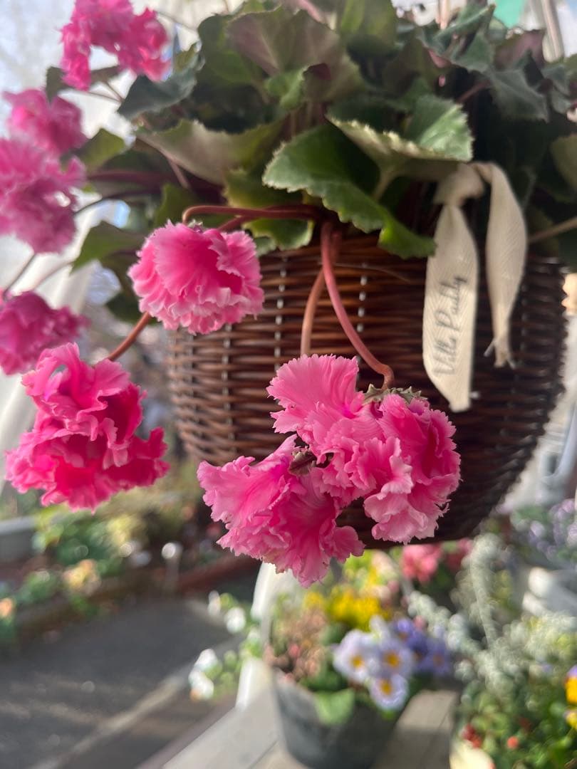 見上げたくなるフローエルのピンクのシクラメン 満開(๑˃̵ᴗ˂̵)