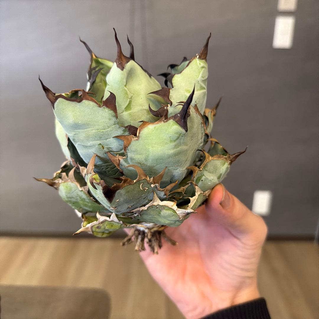 アガベ ブラックアンドブルー B&B 親株