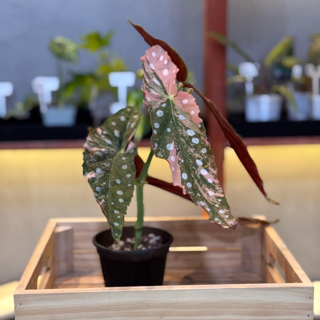 96 ベゴニア マクラータ 斑入り 美斑 新芽も美斑確定