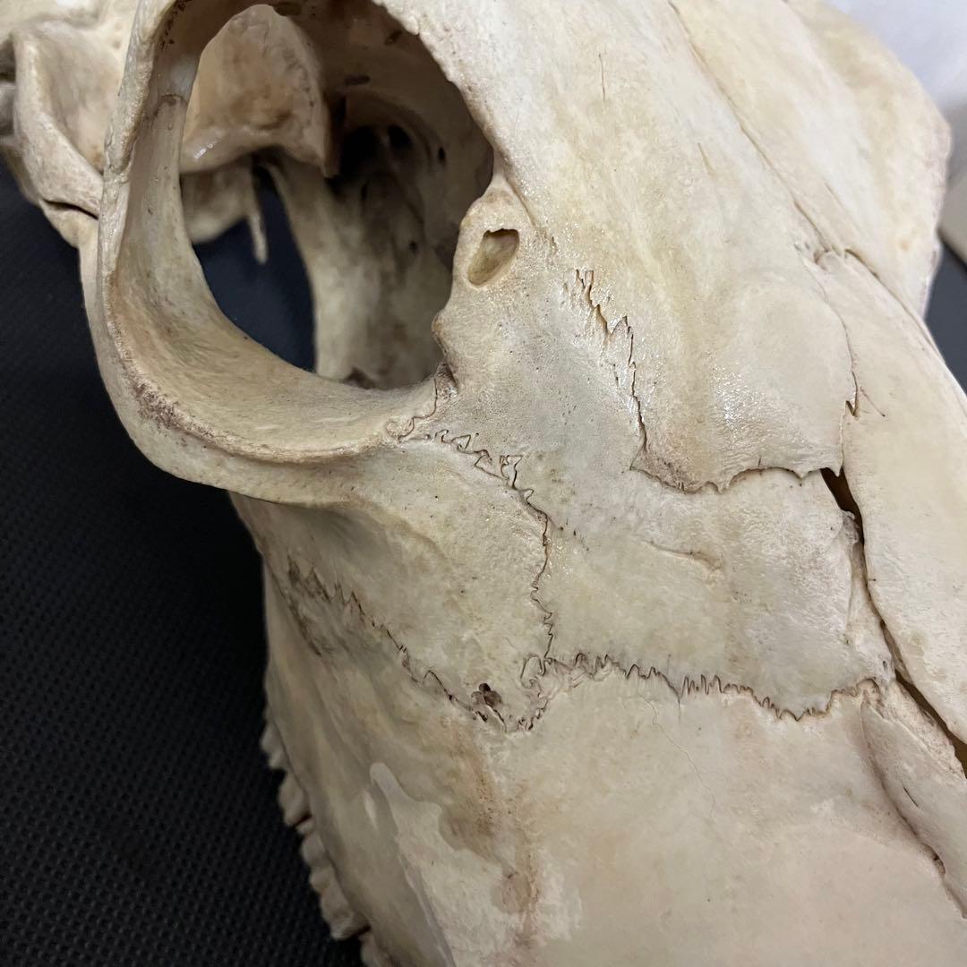 希少品 ヴィンテージ ビッグサイズ スカルヘッド バッファロースカル