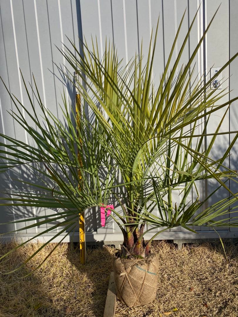 ココスヤシ　シルバーリーフ 葉先高H1.2m(鉢底から)