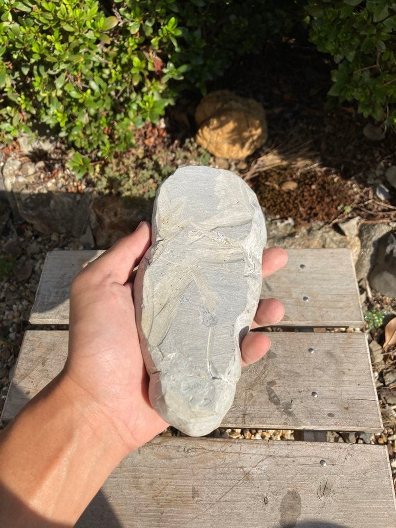 美品！モロッコjorf 半透明を含むStruveaspisの群生　希少　化石