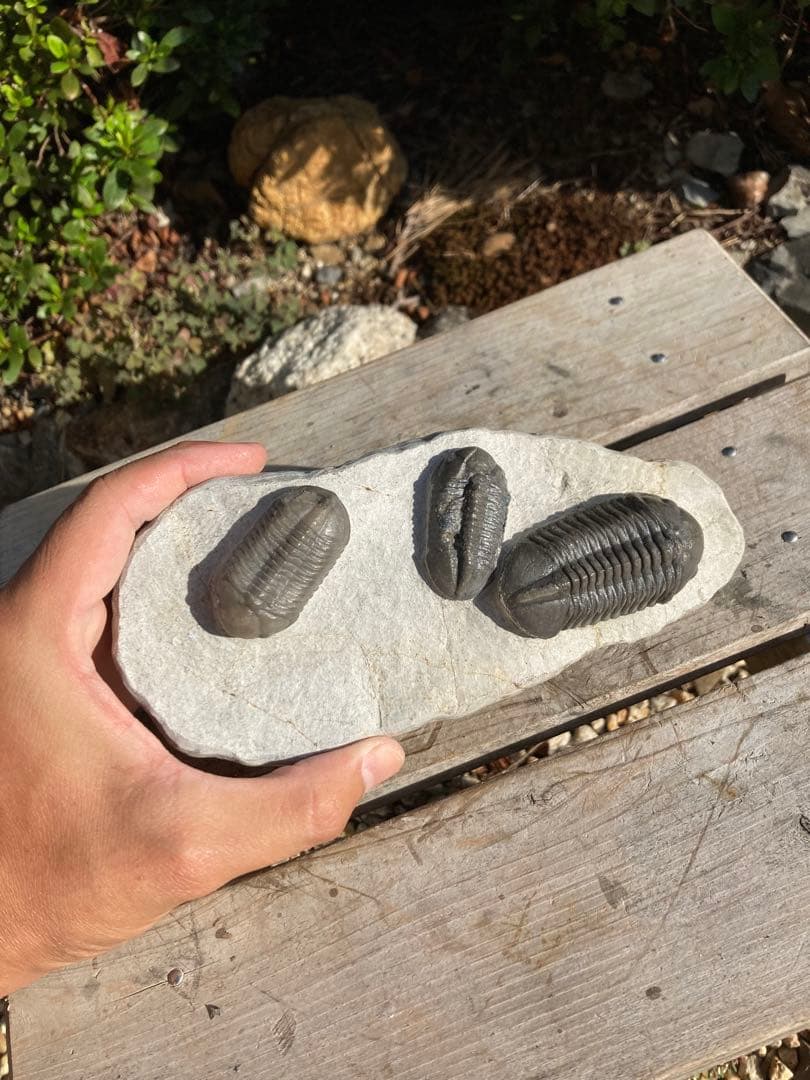 美品！モロッコjorf 半透明を含むStruveaspisの群生　希少　化石