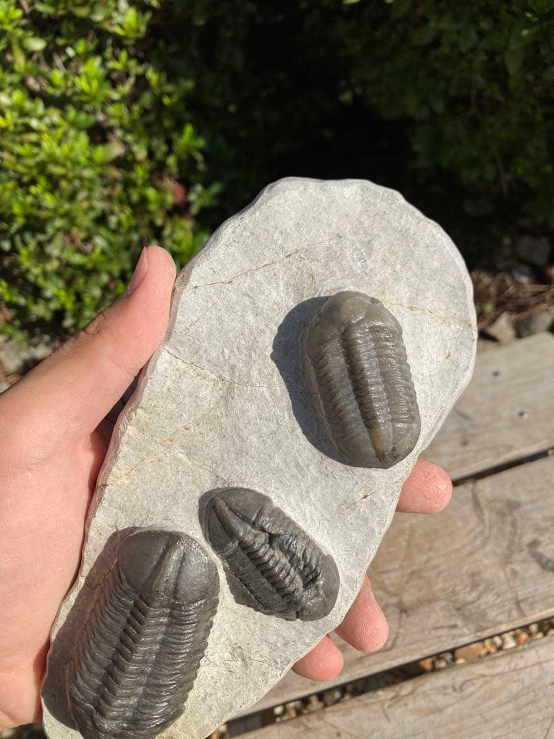 美品！モロッコjorf 半透明を含むStruveaspisの群生　希少　化石