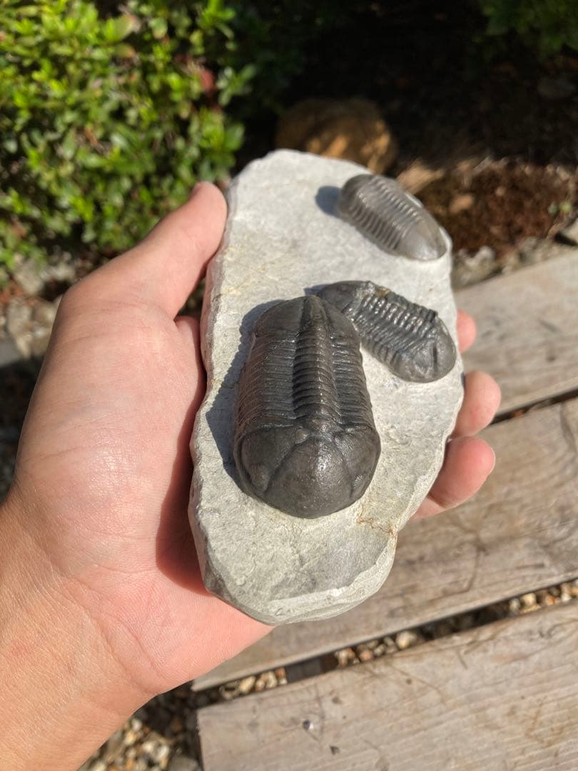 美品！モロッコjorf 半透明を含むStruveaspisの群生　希少　化石