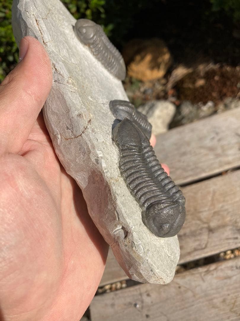 美品！モロッコjorf 半透明を含むStruveaspisの群生　希少　化石