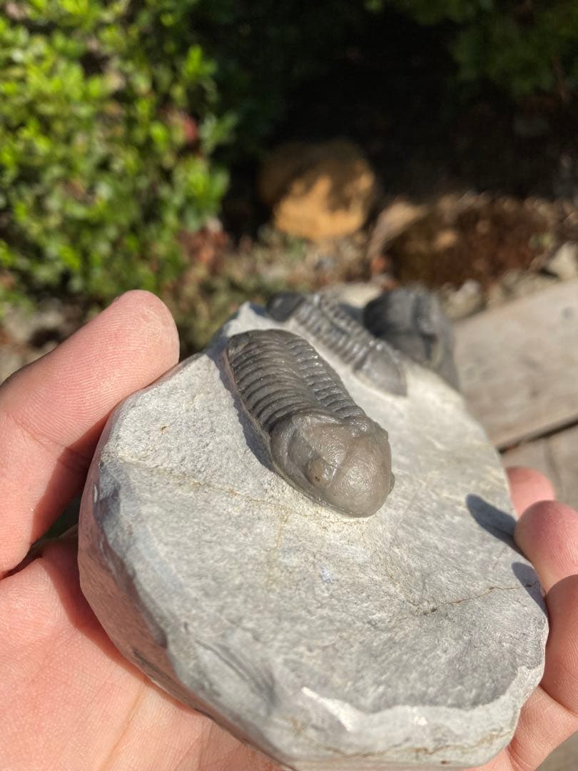 美品！モロッコjorf 半透明を含むStruveaspisの群生　希少　化石