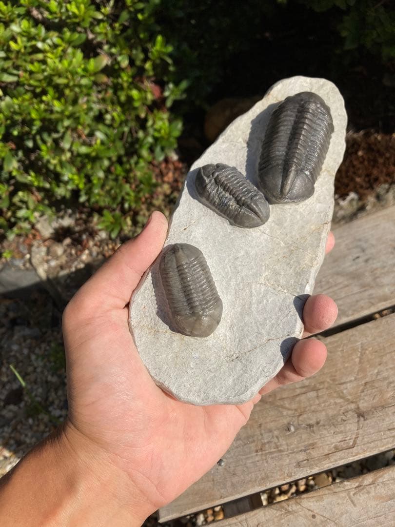 美品！モロッコjorf 半透明を含むStruveaspisの群生　希少　化石