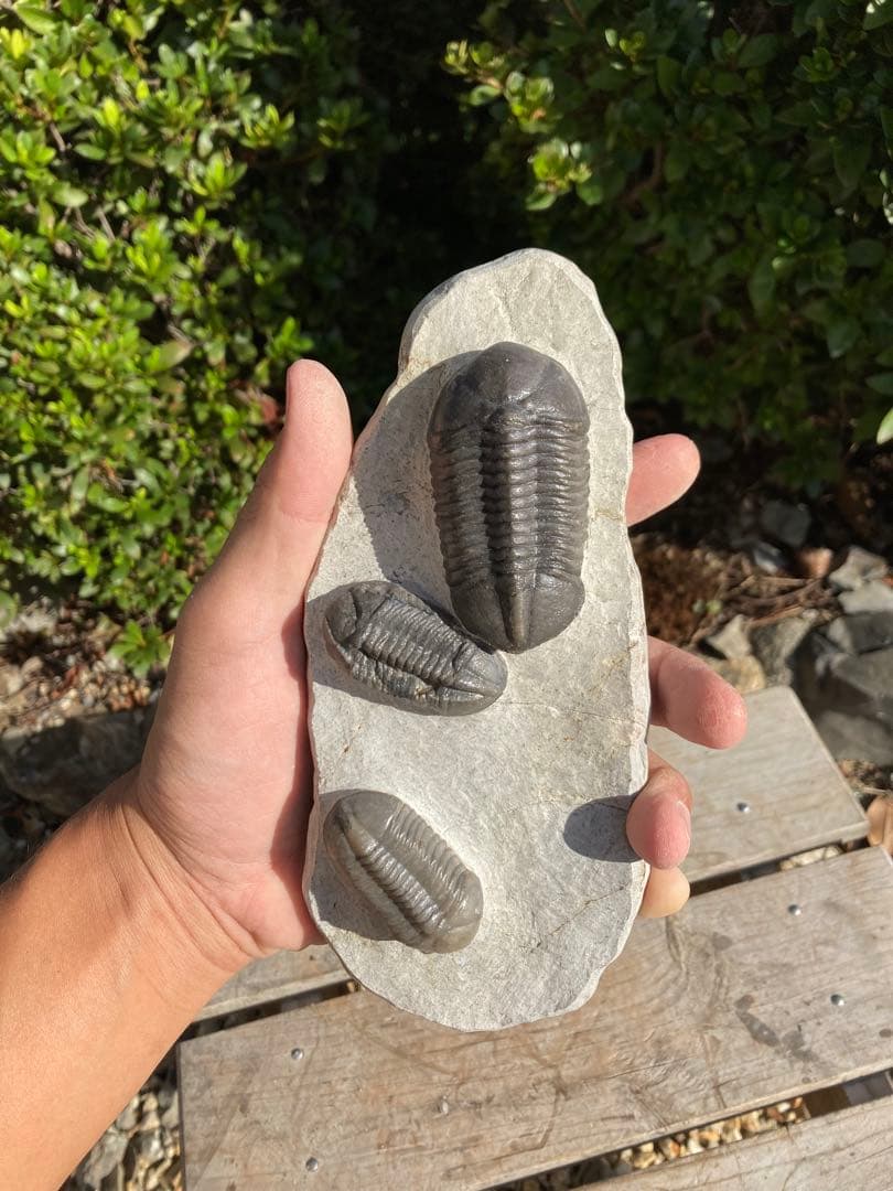 美品！モロッコjorf 半透明を含むStruveaspisの群生　希少　化石