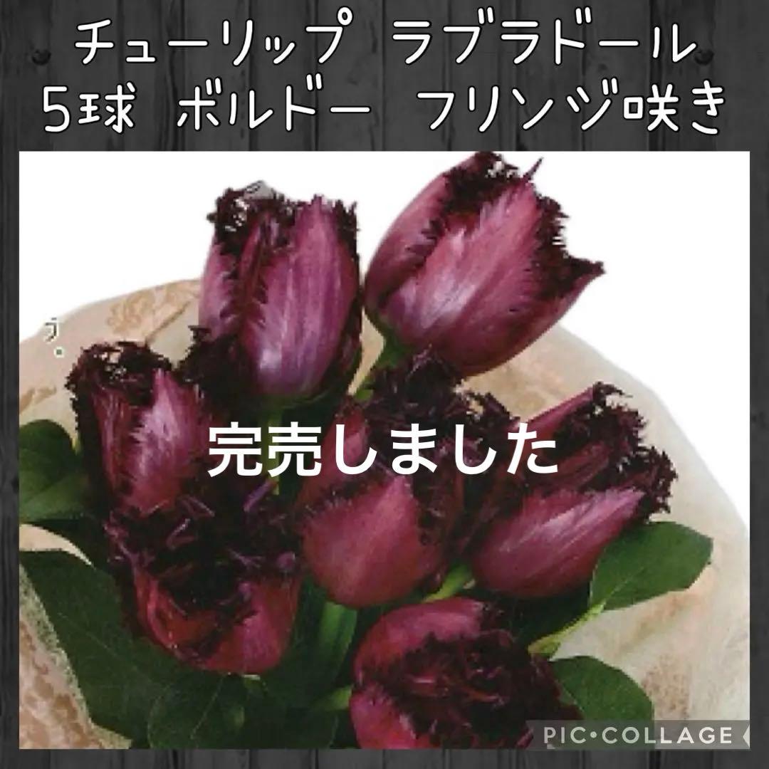 球根】ラブラドール 5球 チューリップ レア品種 ボルドー フリンジ咲き