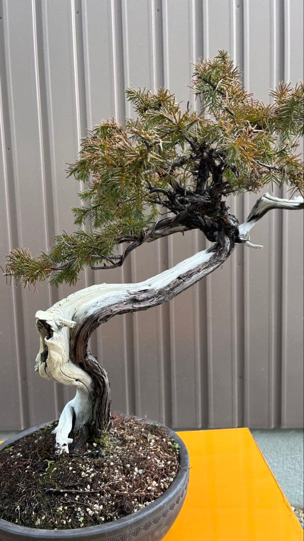 古木 天皇梅 磯山椒 文人木