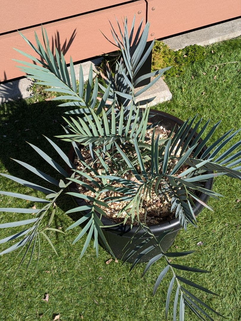 エンセ ファラルトス トリスピノーサス ダブルヘッド - メルカリ