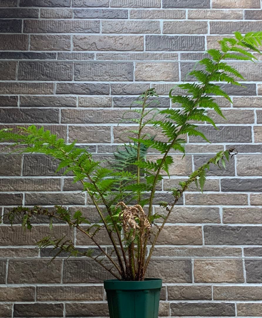 キアテア クーペリー レーシーツリーファーン 希少 送料無料