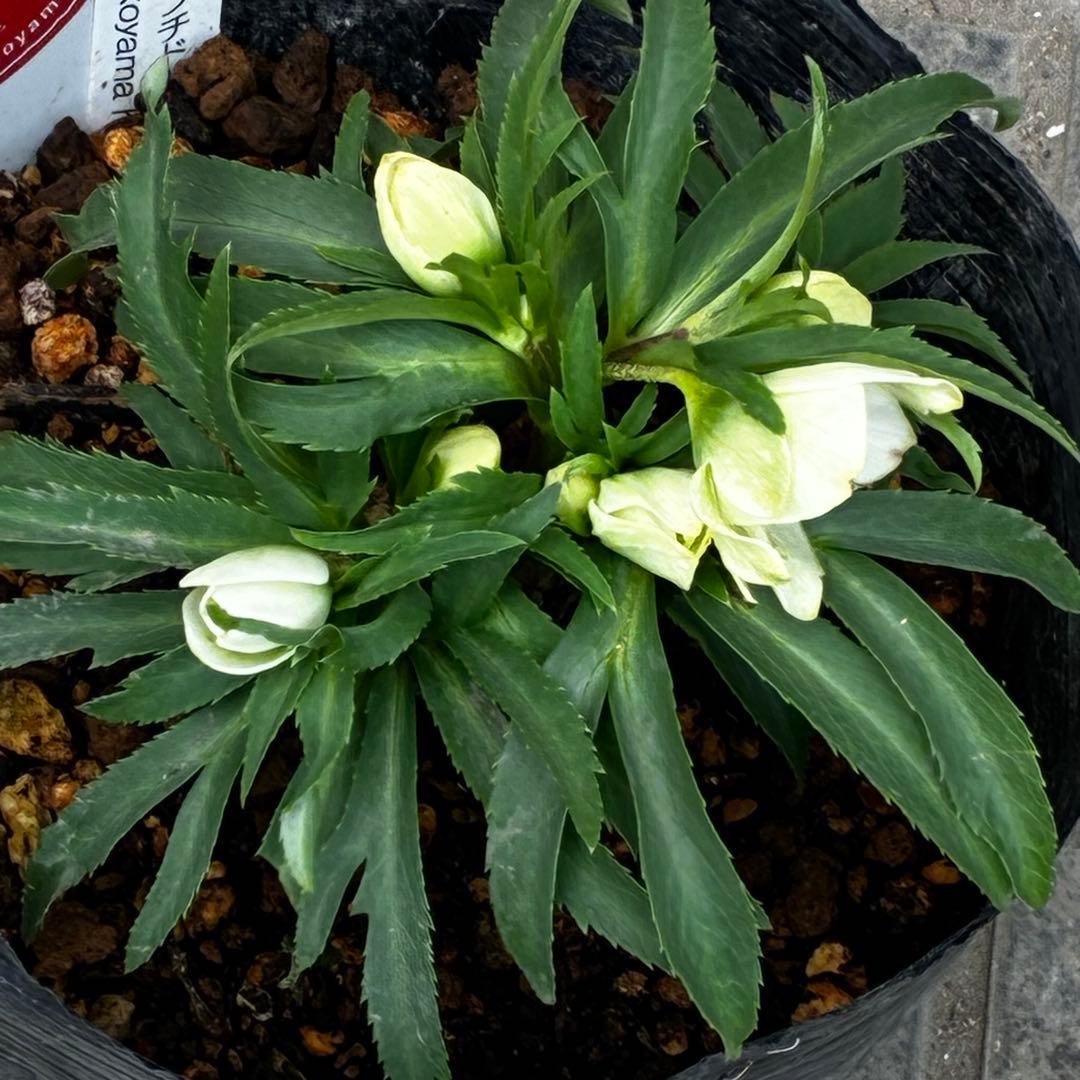 ぴ*ん様 3432☘️花、タグ付き☘️ベビードール⭐️超小輪⭐️超コンパクト⭐️