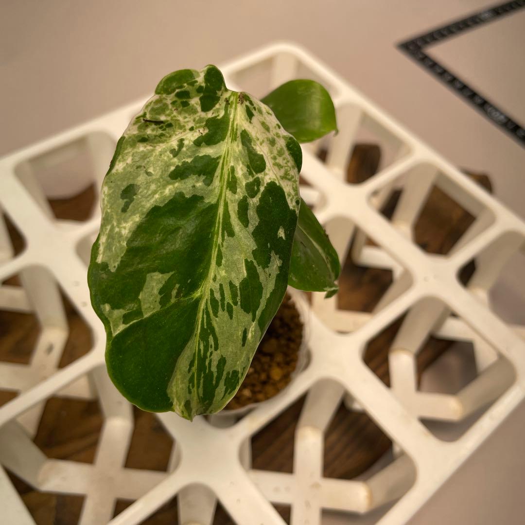 の*る様 ms28品種保証！斑入り保証！モンステラ バルバソー フシギダネ　順化