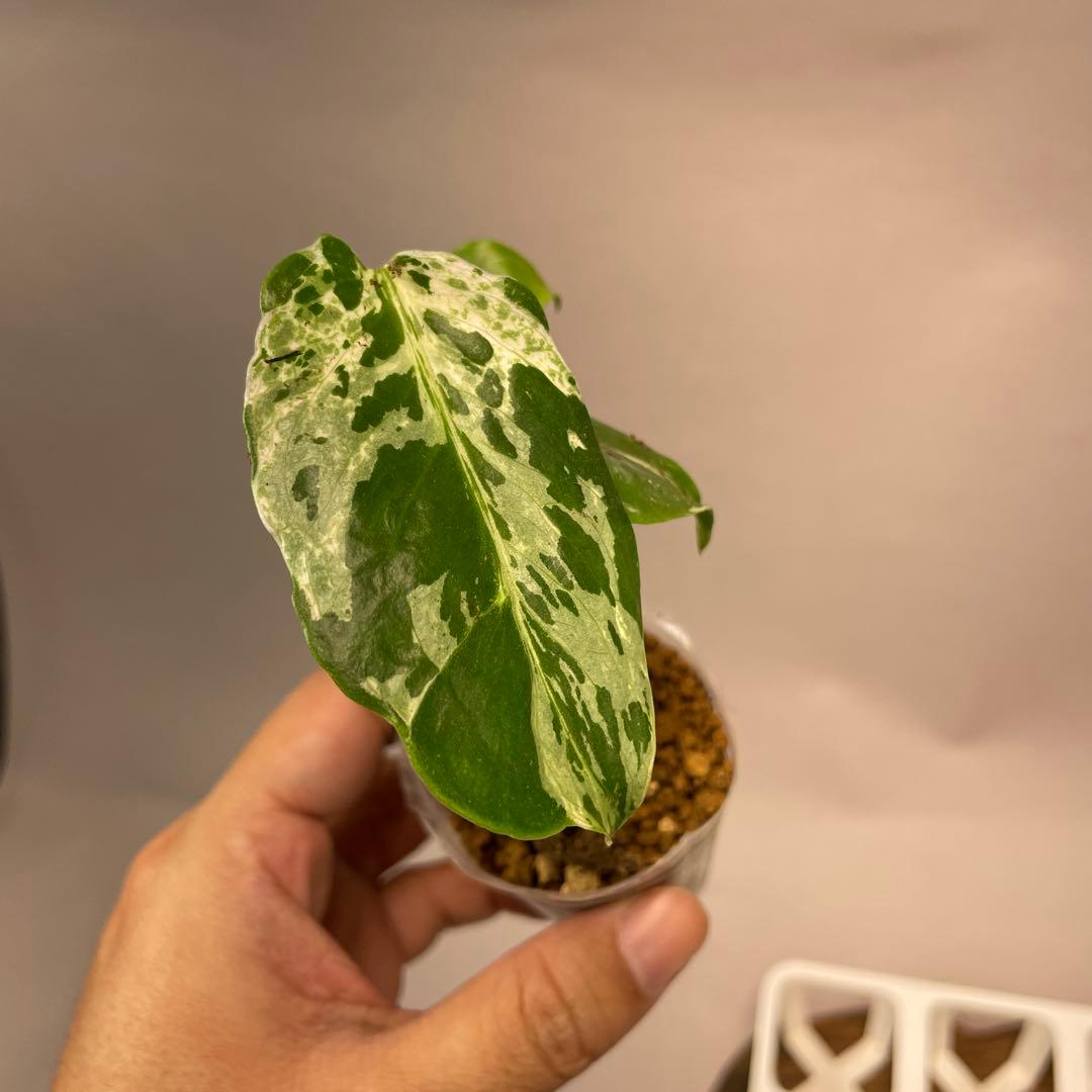 の*る様 ms28品種保証！斑入り保証！モンステラ バルバソー フシギダネ　順化