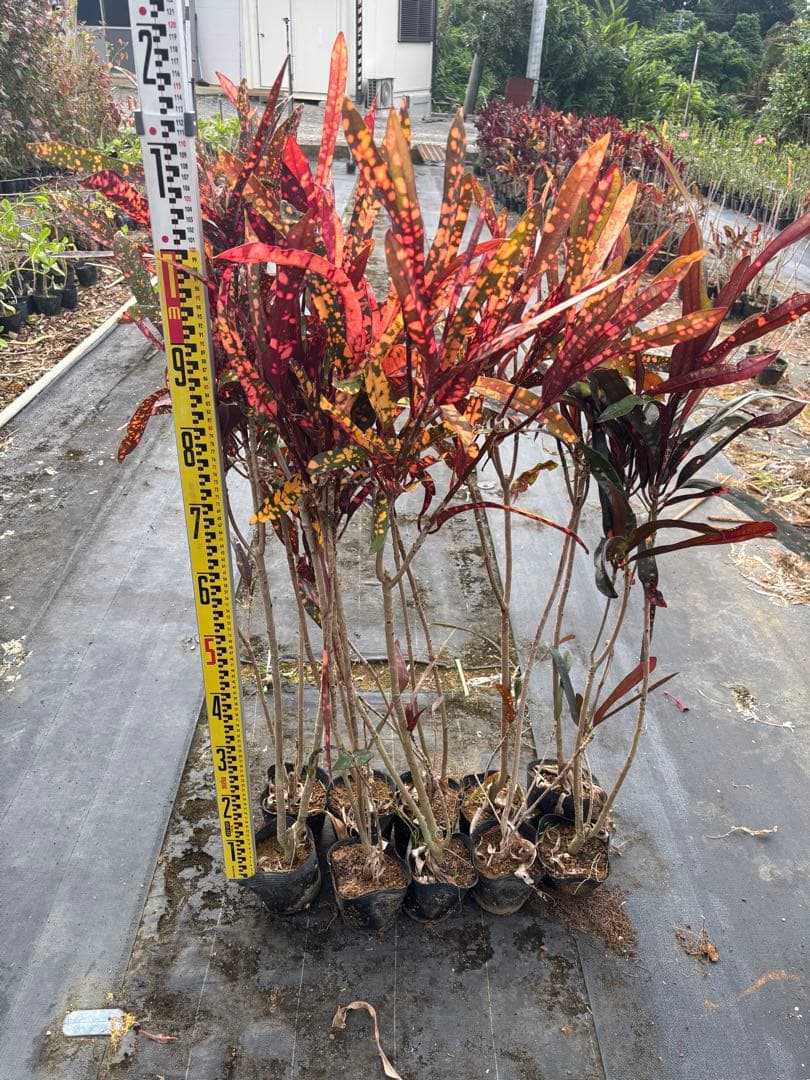 クロトン 10本セット 約110cm