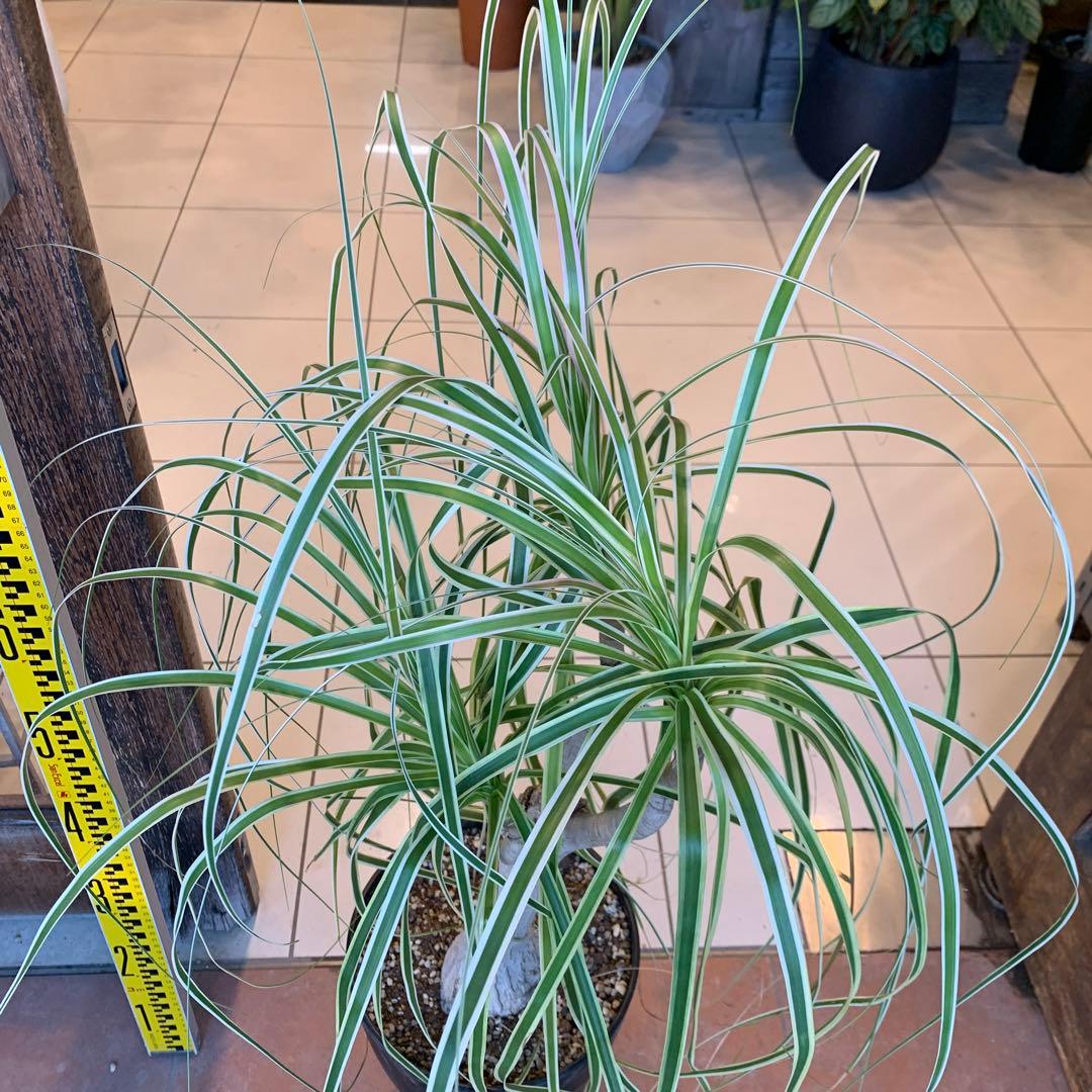 斑入 トックリラン ノリナ ポニーテール