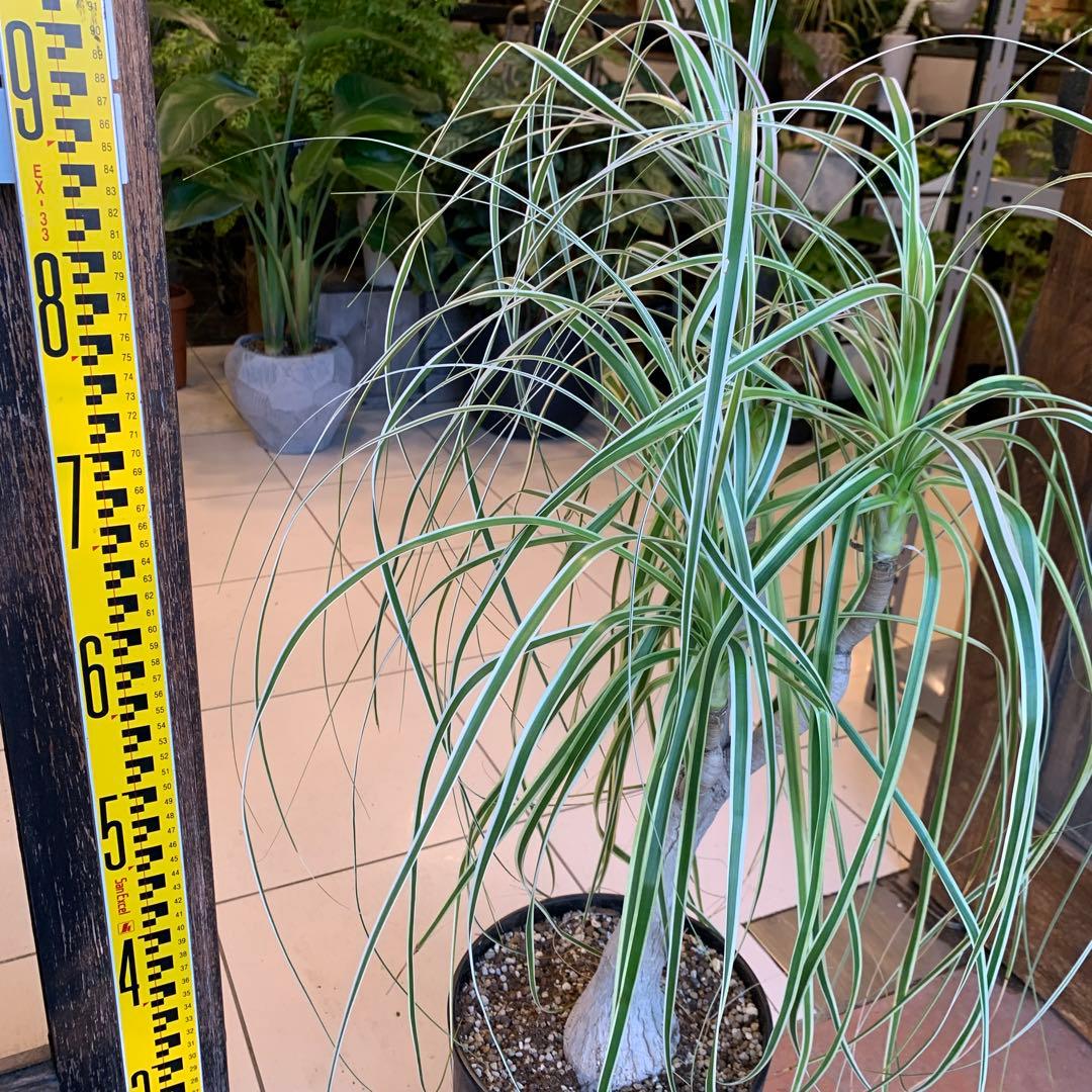 斑入 トックリラン ノリナ ポニーテール