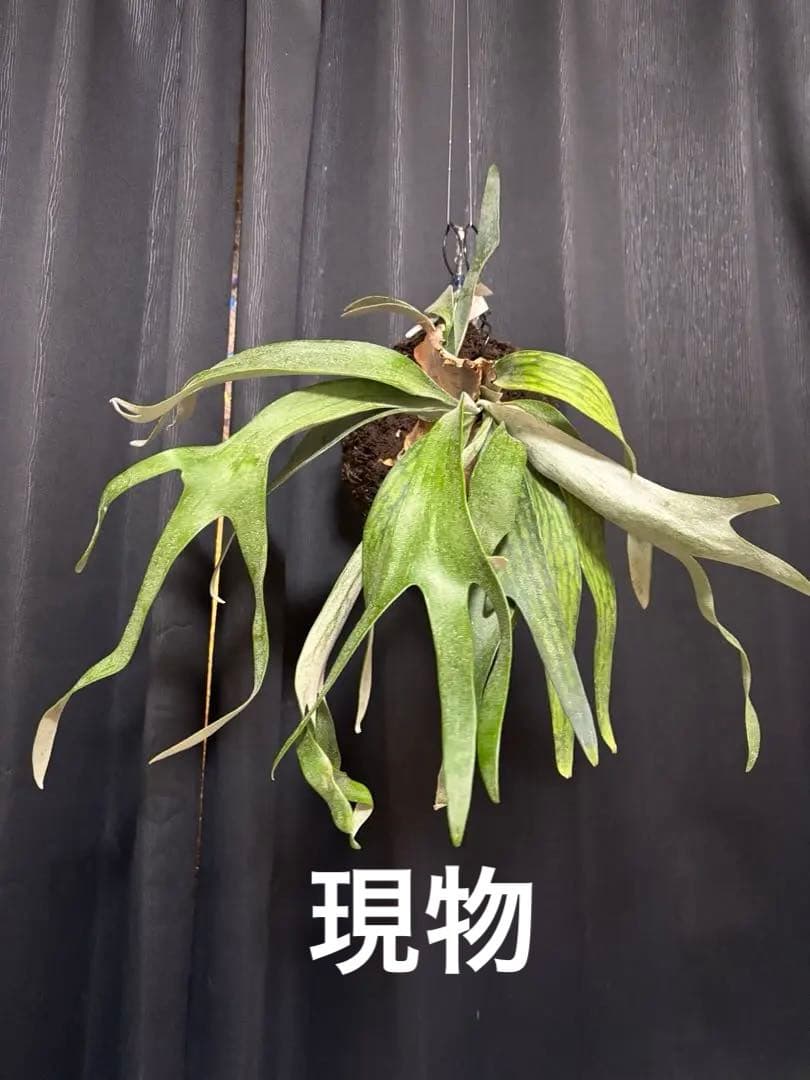 みほ⭐️未使用品はお値引き不可⭐️ モンステラデリシオーサ の検討