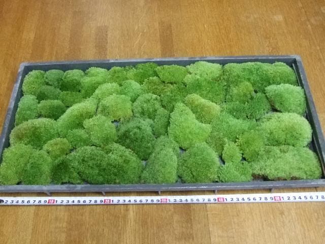 あっちゃん　コケ各種8パックとホソバゴケ1トレー