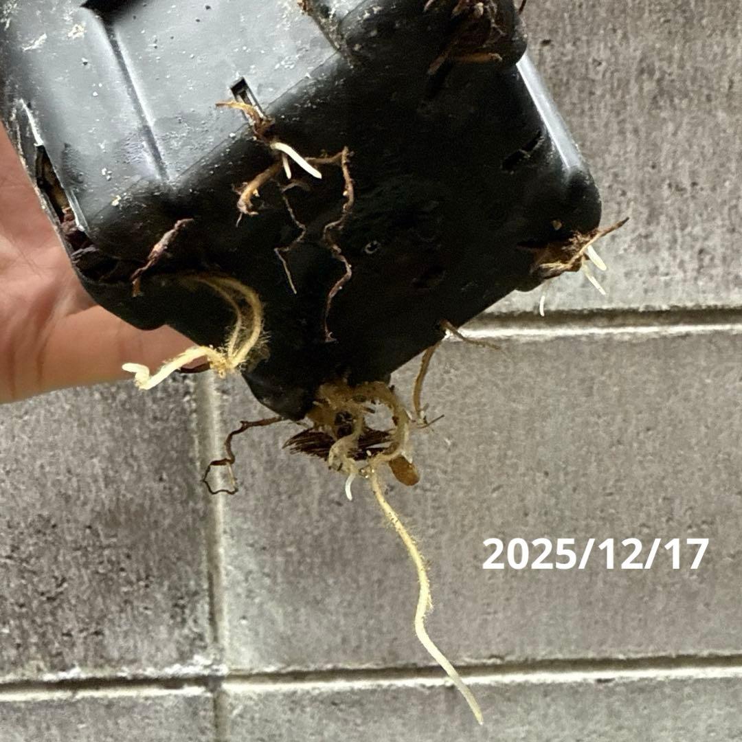 G*u様 元気いっぱい！掘り起こし‪♦️ 大木ナーセリー 極小輪 ポーセリン