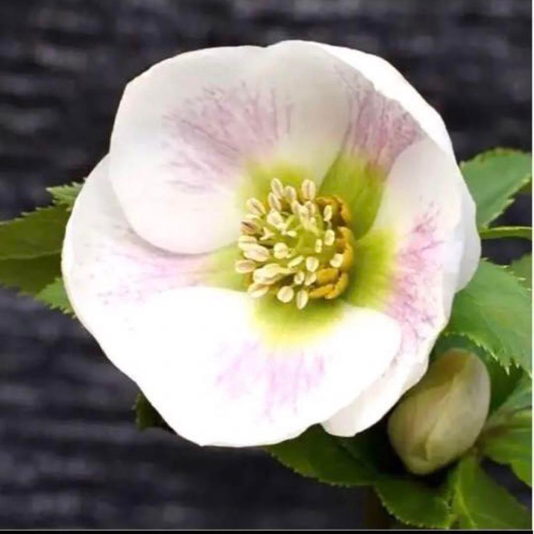 ⭐️超希少⭐️極上⭐️3349⭐️ヨシノ⭐️横山園芸⭐️