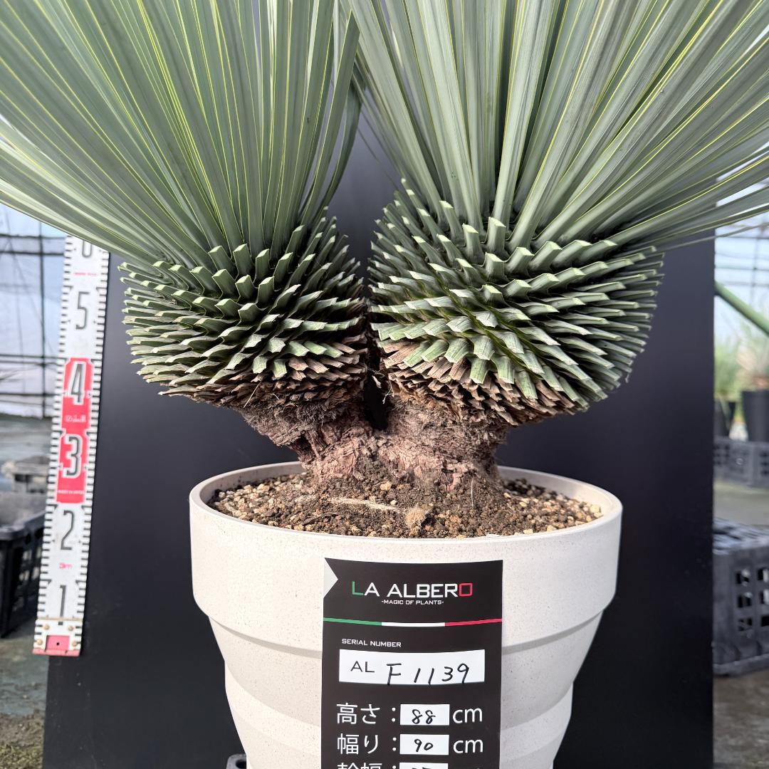 【AL-F1139】ユッカ　ロストラータ　超美形　高次元ダブル　シルバー個体