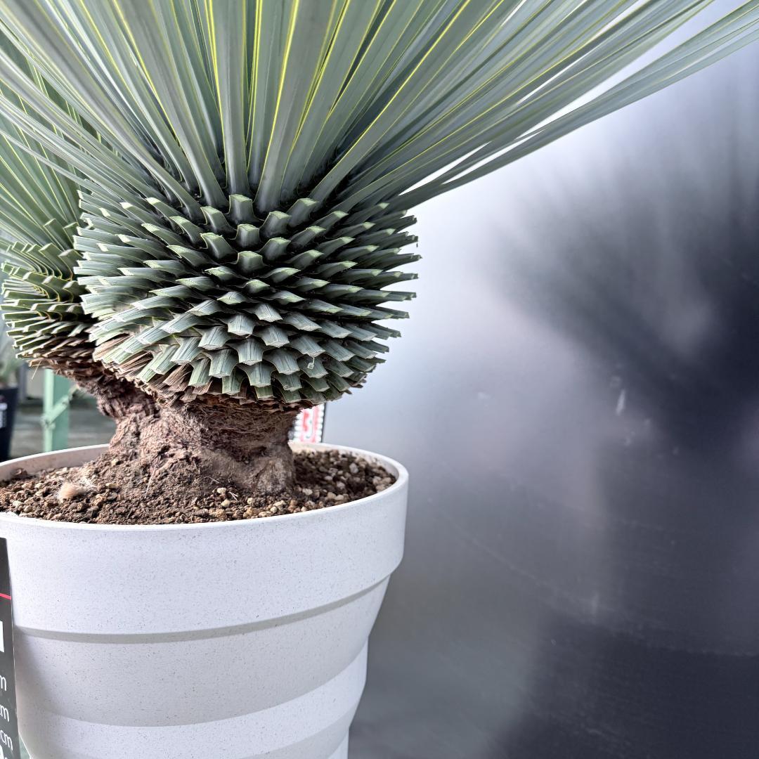 【AL-F1139】ユッカ　ロストラータ　超美形　高次元ダブル　シルバー個体