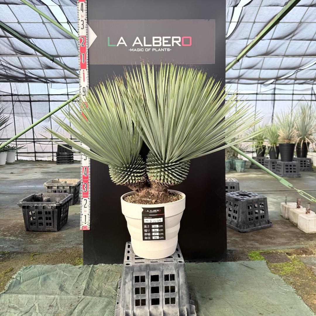 【AL-F1139】ユッカ　ロストラータ　超美形　高次元ダブル　シルバー個体