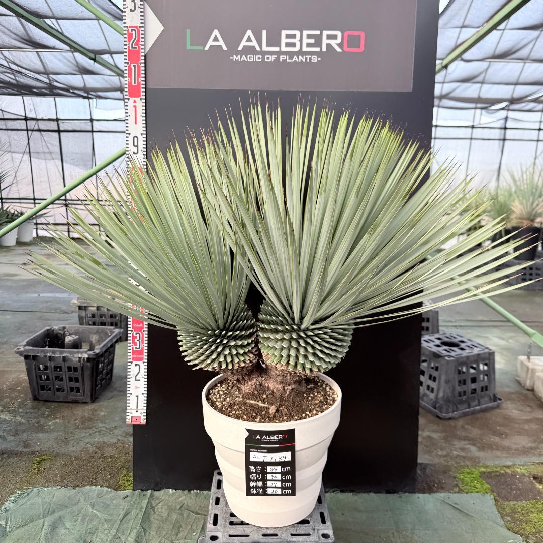 【AL-F1139】ユッカ　ロストラータ　超美形　高次元ダブル　シルバー個体