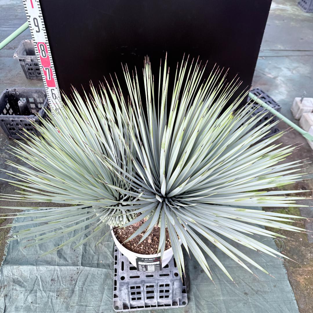 【AL-F1139】ユッカ　ロストラータ　超美形　高次元ダブル　シルバー個体