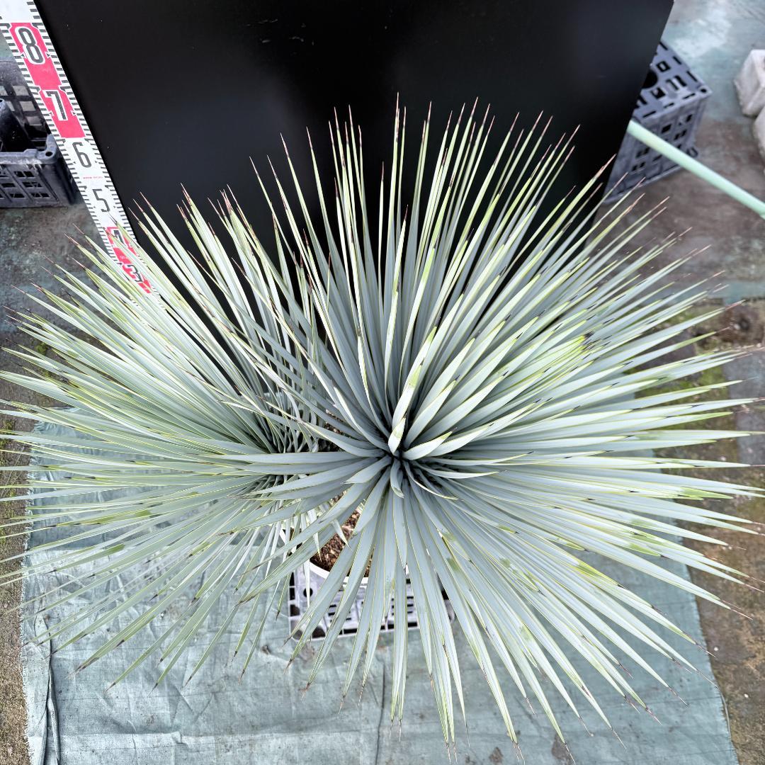 【AL-F1139】ユッカ　ロストラータ　超美形　高次元ダブル　シルバー個体