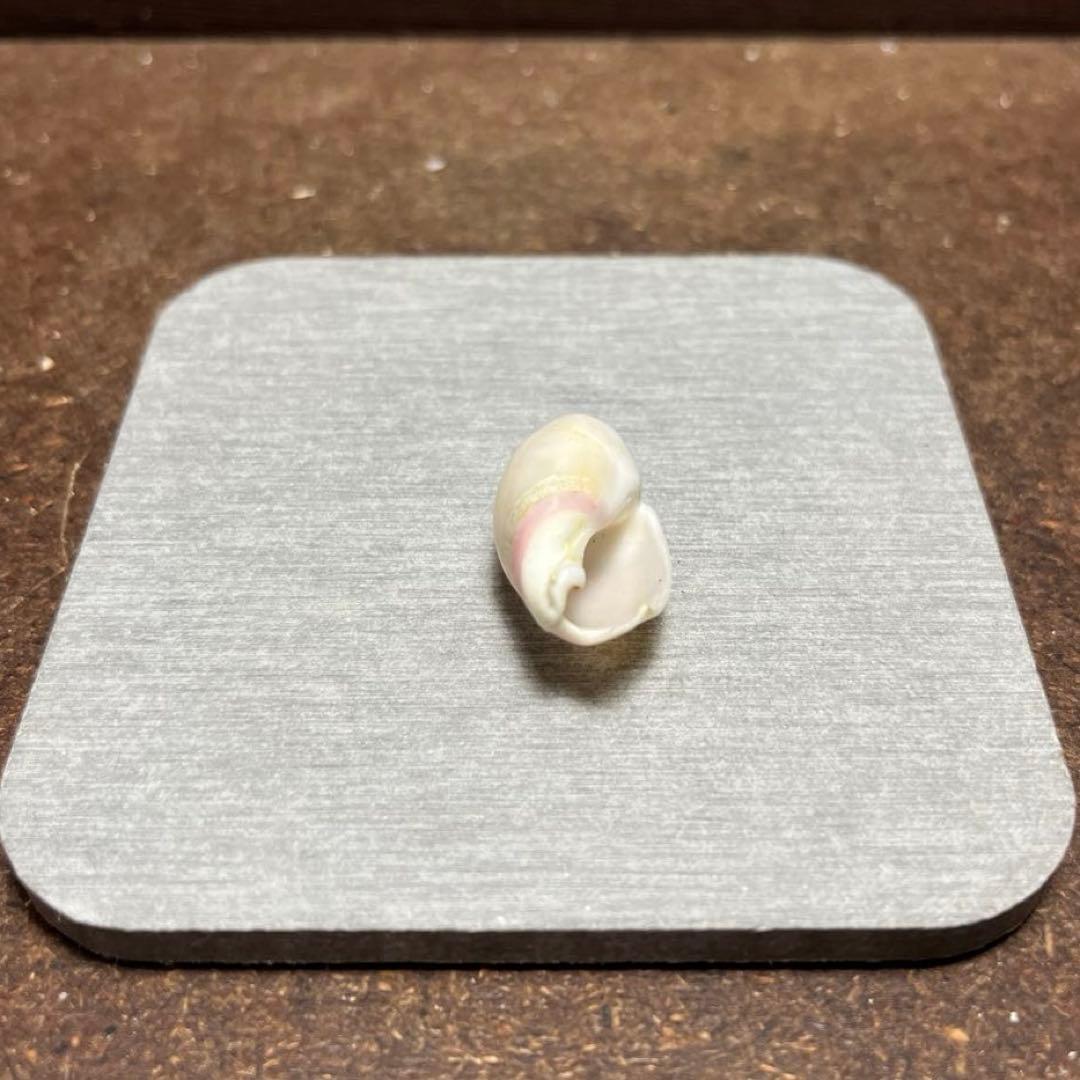 オ*ラ様 ラスト1点　激レア　美品　熊本県産　マボロシリュウグウボタル