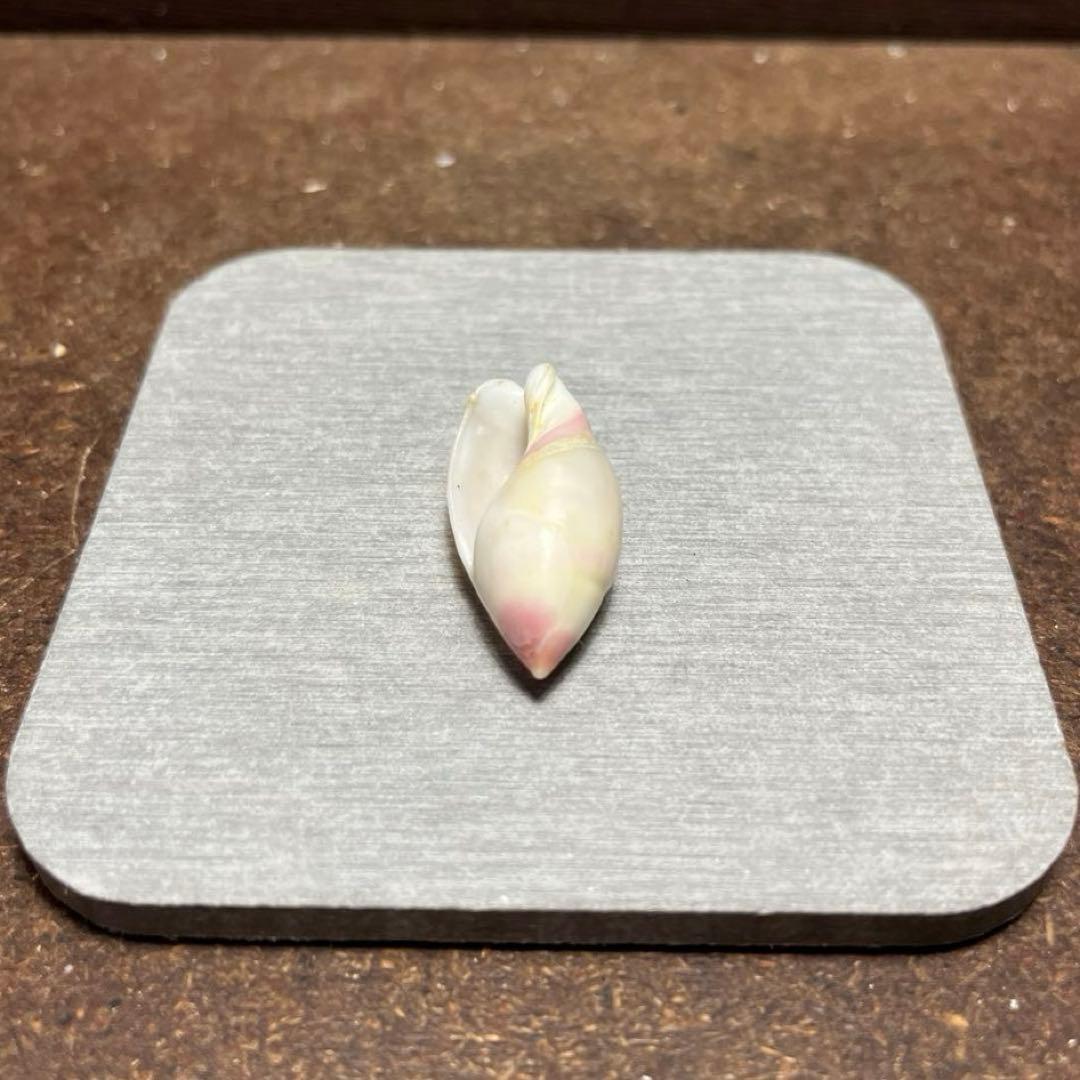 オ*ラ様 ラスト1点　激レア　美品　熊本県産　マボロシリュウグウボタル