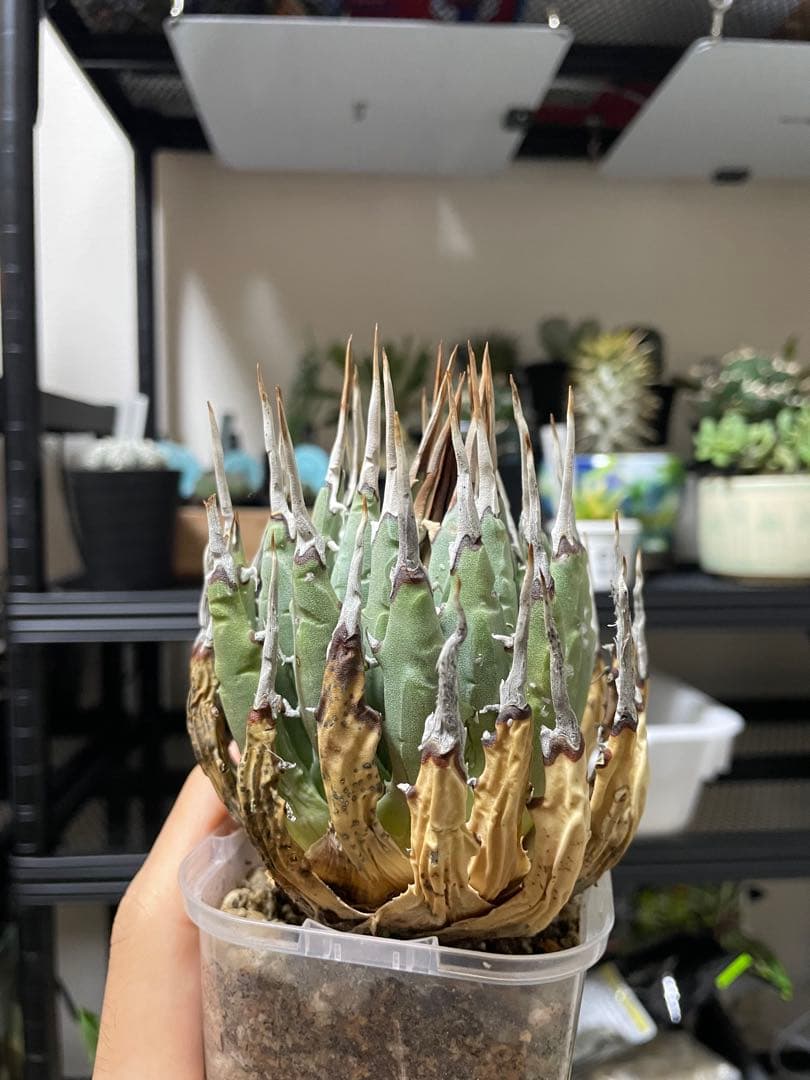 ユタエンシス エボリスピナ 現地株 ベアルート 陽炎 アガベ