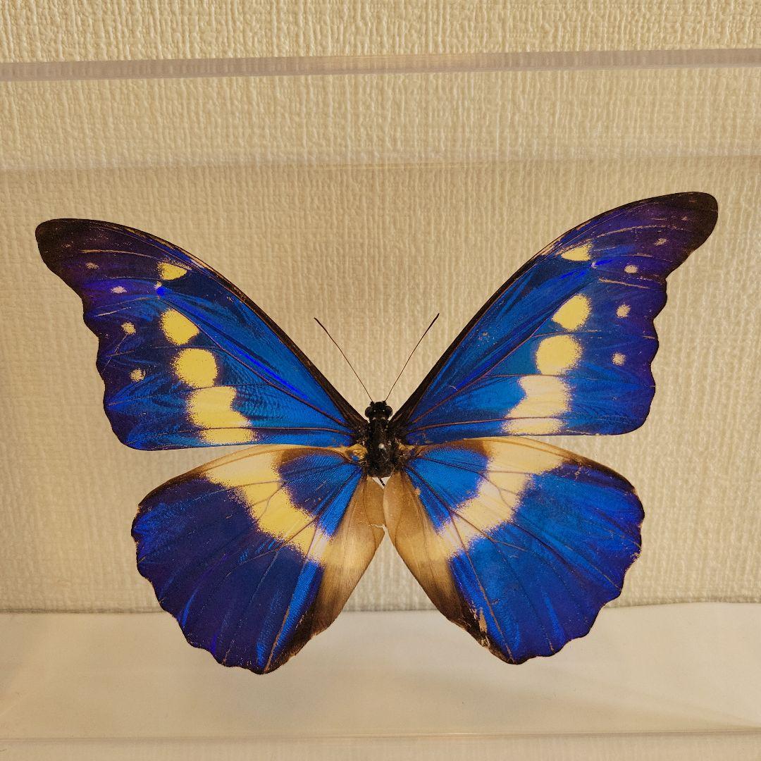 p*o様 蝶の標本 モルフォチョウの王様（珍美） - メルカリ