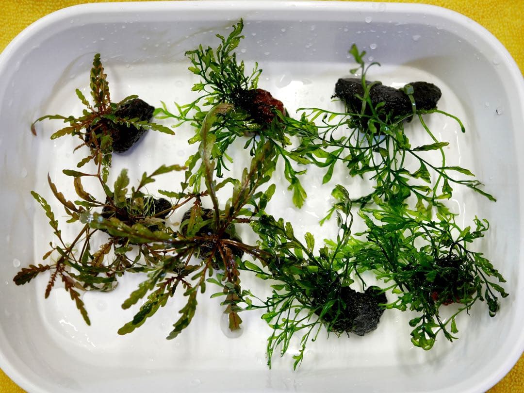 船長 ブセファランドラ１５種１５株、ボルビ、ピンナティフィダ７株計２２株