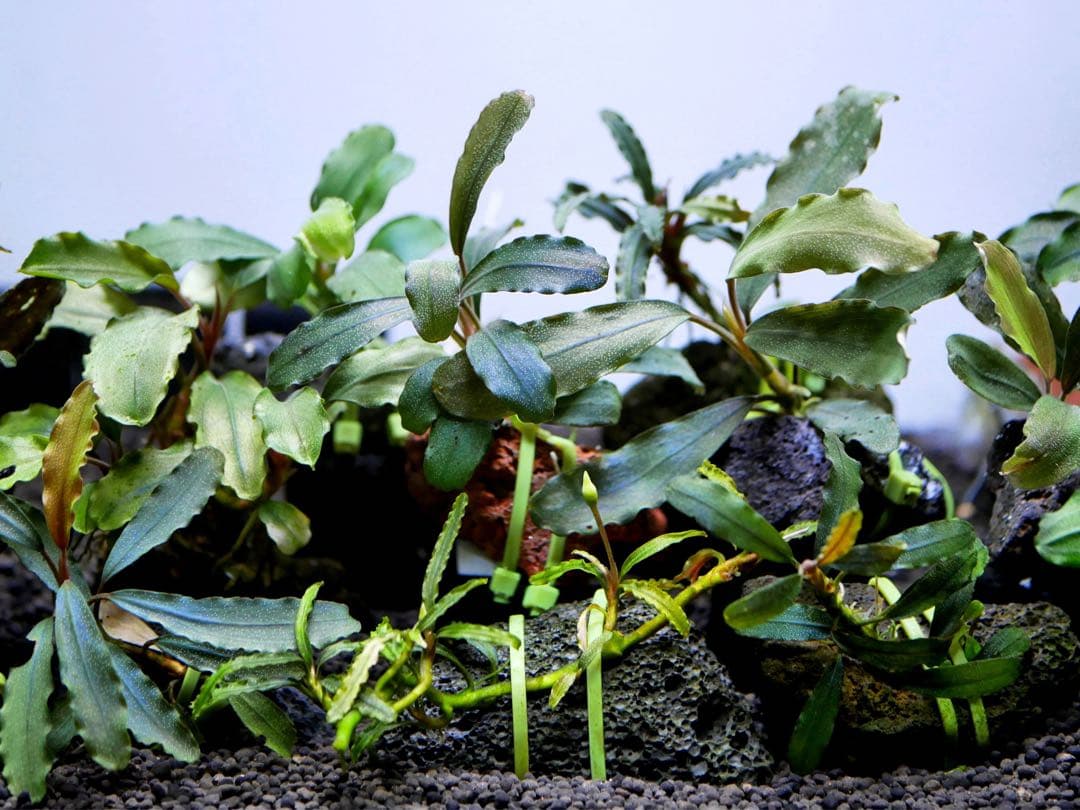 船長 ブセファランドラ１５種１５株、ボルビ、ピンナティフィダ７株計２２株