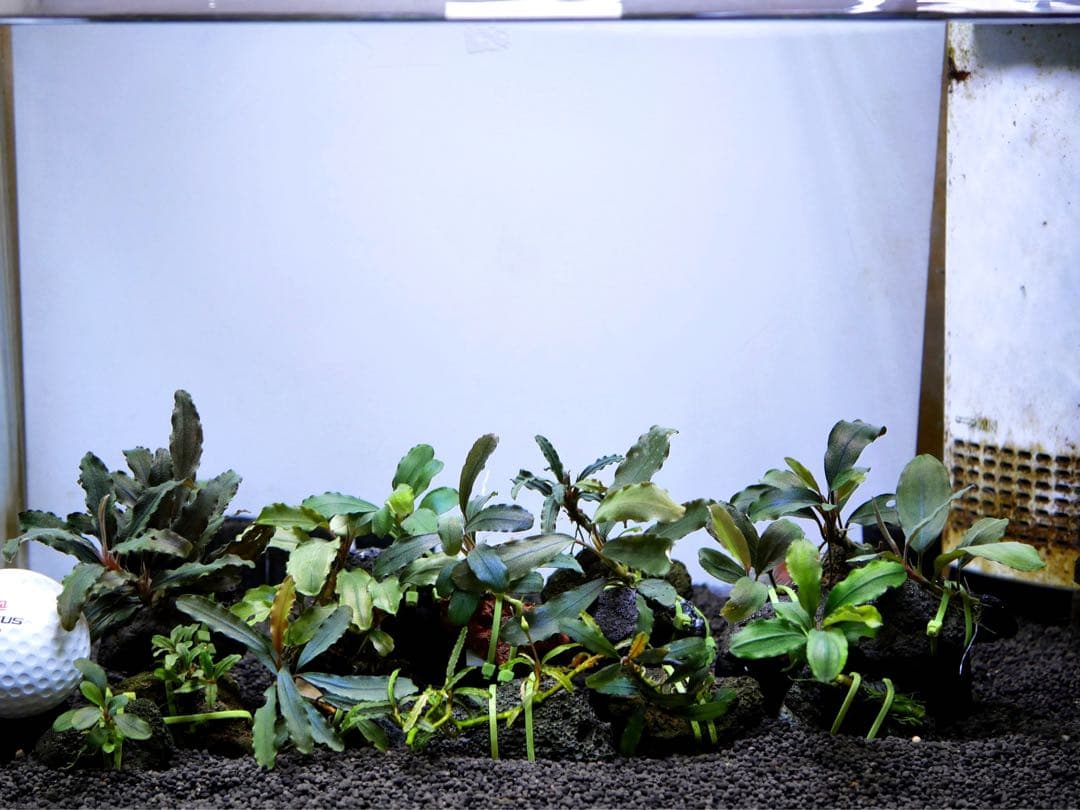 船長 ブセファランドラ１５種１５株、ボルビ、ピンナティフィダ７株計２２株