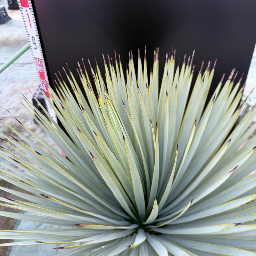 【AL-F1166】ユッカロストラータ　ホワイト個体