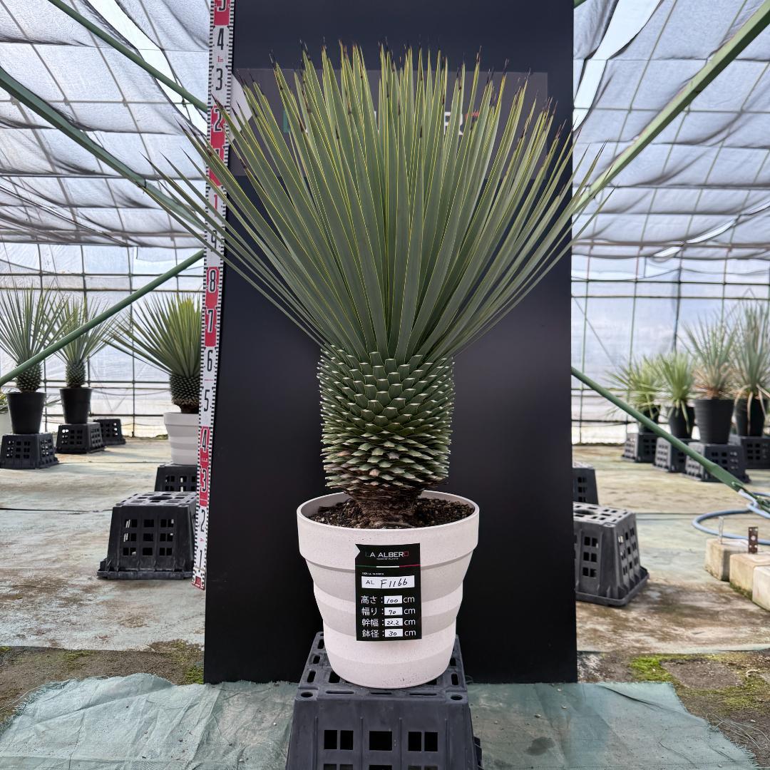 【AL-F1166】ユッカロストラータ　ホワイト個体