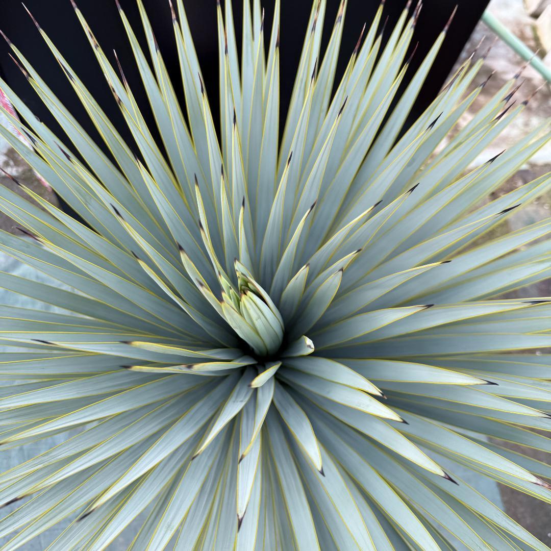 【AL-F1166】ユッカロストラータ　ホワイト個体