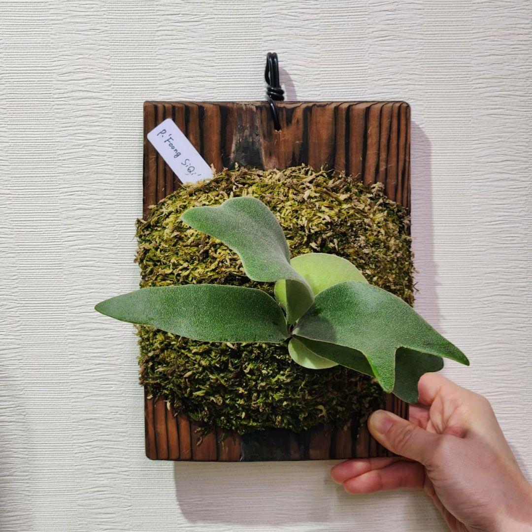 フーンシキOC子株 P.FoongSiQi ビカクシダ 株分け品子株 オリジナル