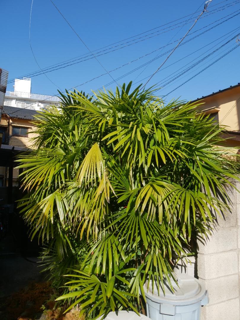 訳ありLUMIX G VARIO 14-140mm F3.5-5.6 カビあり