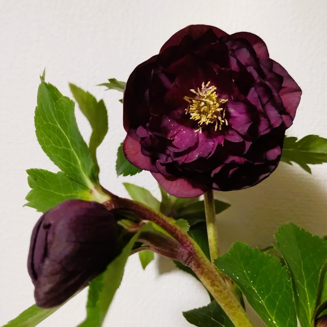 クリスマスローズ開花株 dd多弁ツヤ感ボルドー sdグロス交配微香他交配