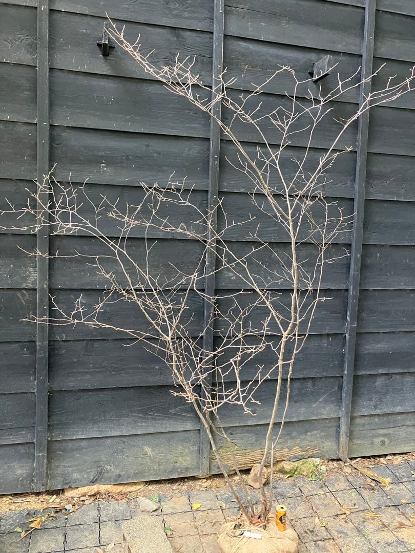 300 山採り　ナツハゼ