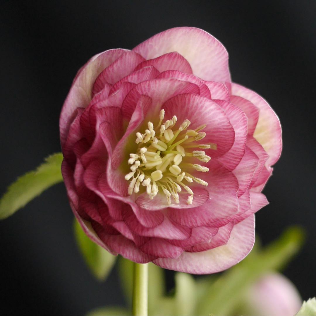 3305 多弁ピンクのグロッシー　クリスマスローズ　開花株