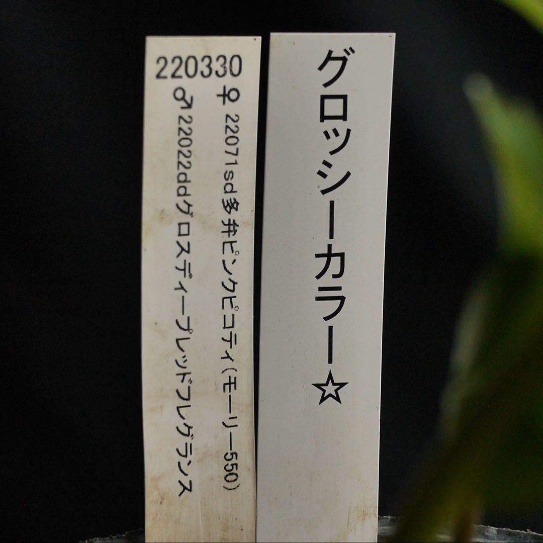 3305 多弁ピンクのグロッシー　クリスマスローズ　開花株