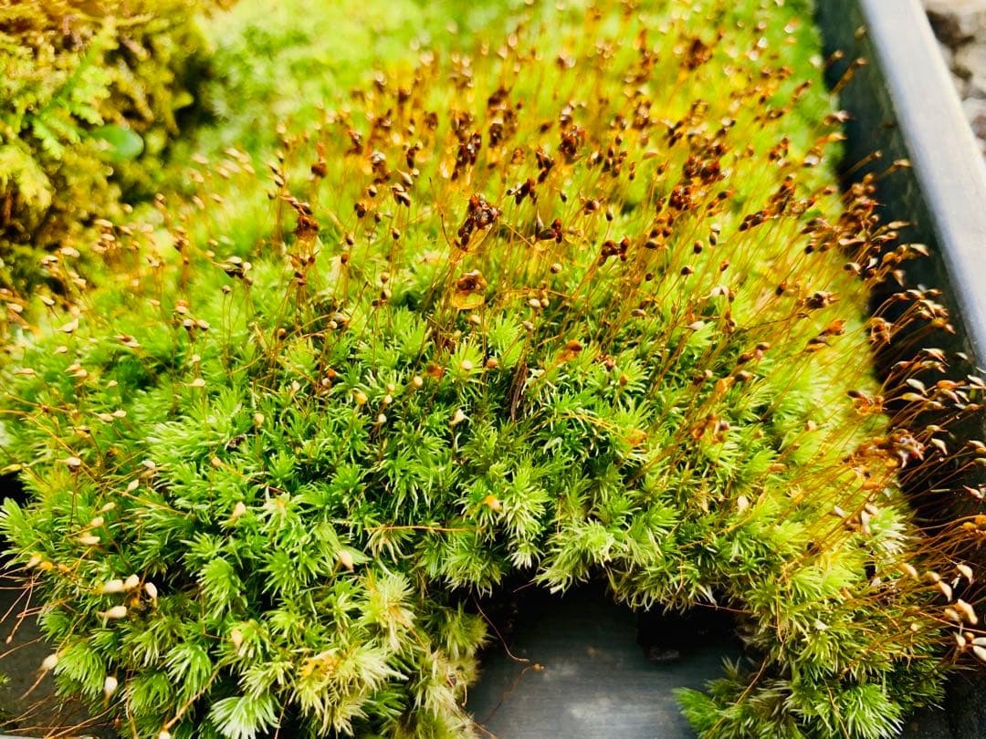 5平米）農家生産のスナゴケ、ハイゴケ2種混合シートを直送